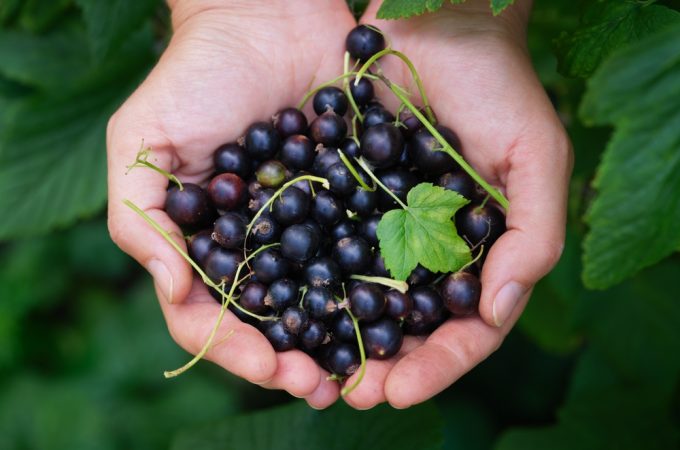 https://www.themarthablog.com/2008/01/winter-pruning-of-blackcurrants.html