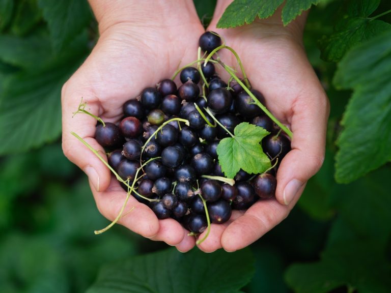 https://www.themarthablog.com/2008/01/winter-pruning-of-blackcurrants.html