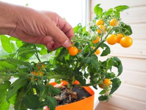 Can Tabletop Tomatoes Produce Enough Fruit to Be Worth the Space?