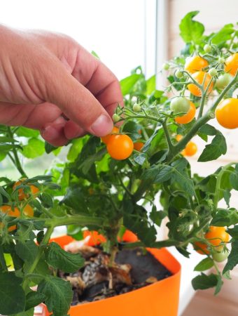Can Tabletop Tomatoes Produce Enough Fruit to Be Worth the Space?