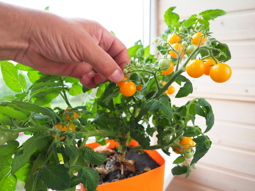 Can Tabletop Tomatoes Produce Enough Fruit to Be Worth the Space?