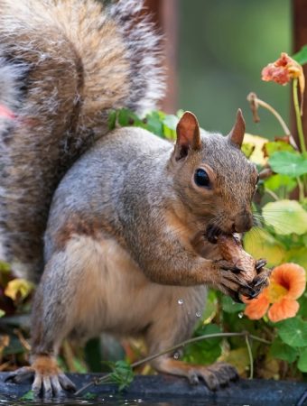 6 Ways to Stop Squirrels From Digging Up Containers