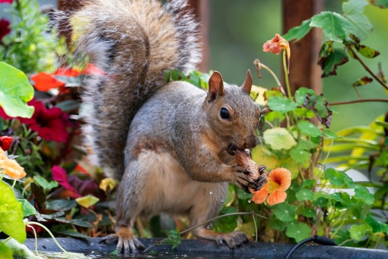 6 Ways to Stop Squirrels From Digging Up Containers