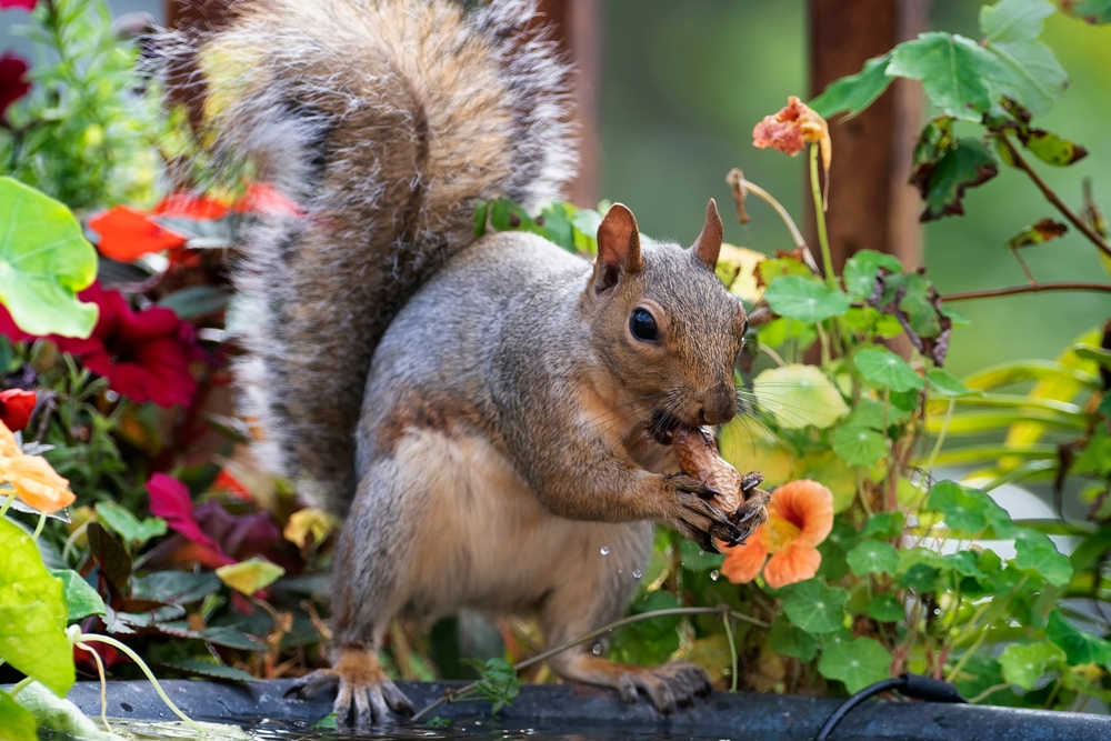 6 Ways to Stop Squirrels From Digging Up Containers