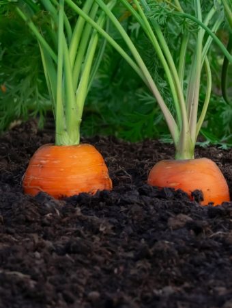 7 Garden Crops That Benefit From a Second Sowing