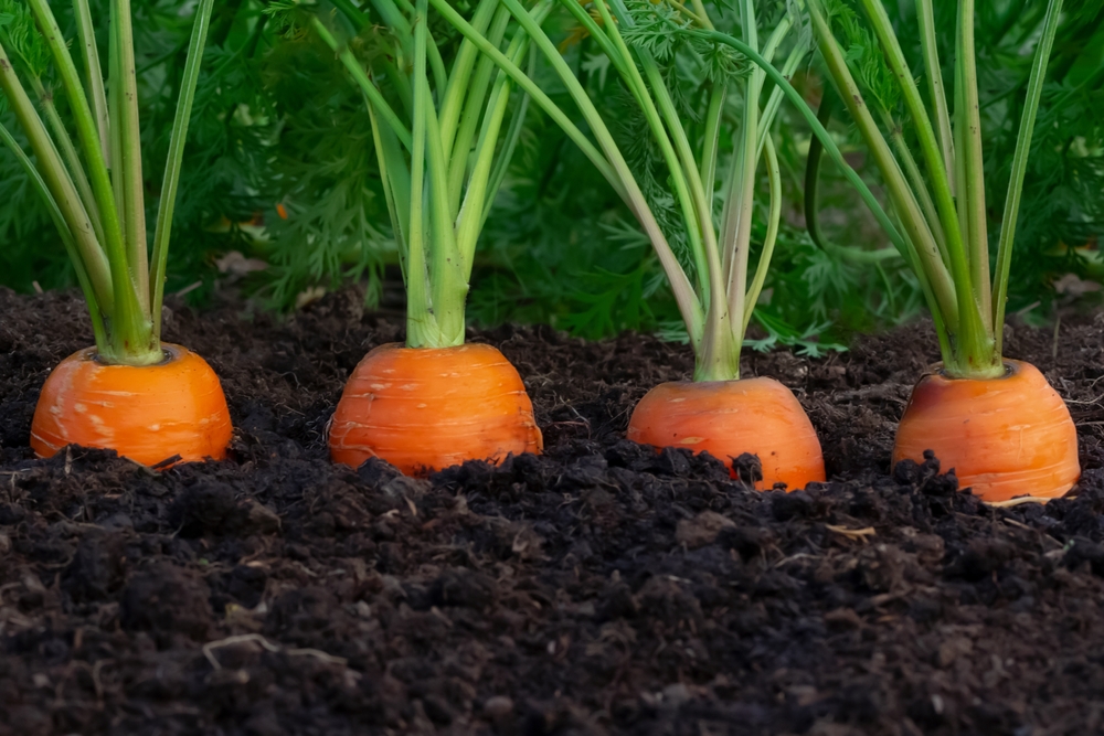 7 Garden Crops That Benefit From a Second Sowing