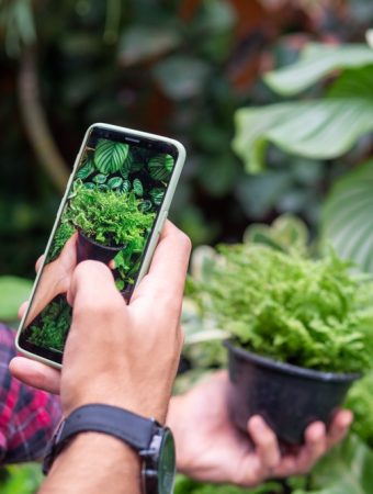 Why Gardeners Should Photograph Plant Problems Before Treating Them