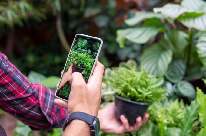 Why Gardeners Should Photograph Plant Problems Before Treating Them