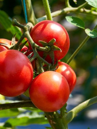 Why Do Tomatoes Develop Yellow Shoulders Near the Stem?