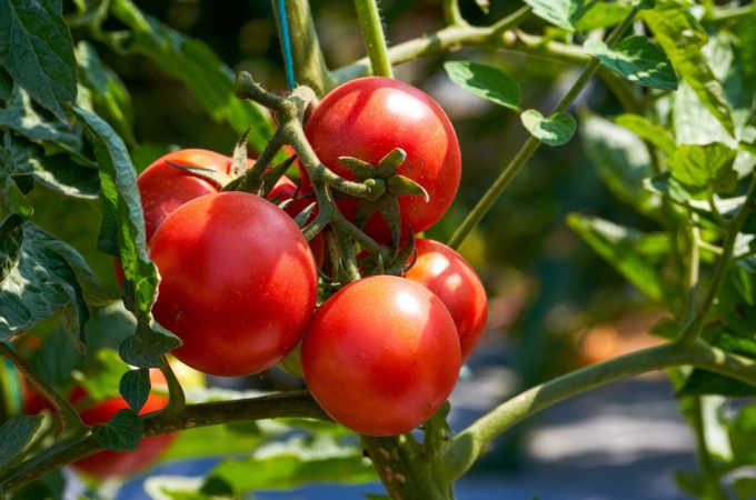 Why Do Tomatoes Develop Yellow Shoulders Near the Stem?