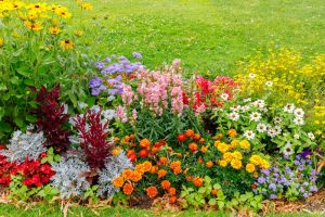 9 Plants That Add Color Without Needing Constant Deadheading