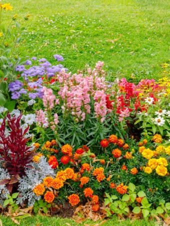 9 Plants That Add Color Without Needing Constant Deadheading