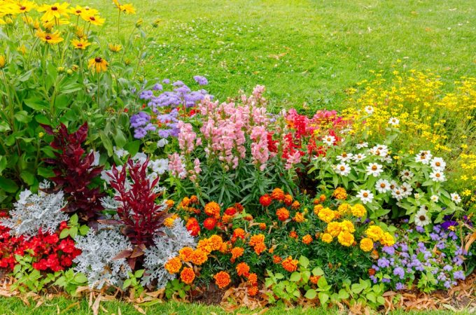9 Plants That Add Color Without Needing Constant Deadheading