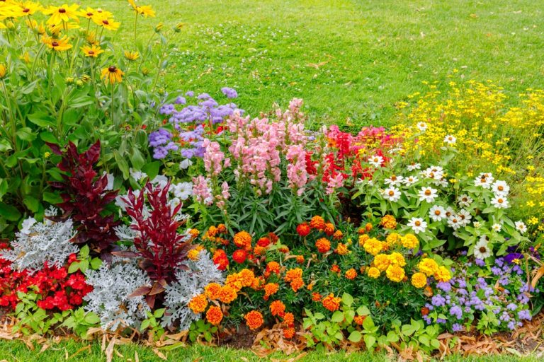 9 Plants That Add Color Without Needing Constant Deadheading