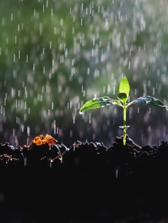 6 Ways to Protect Seedlings From Sudden Downpours