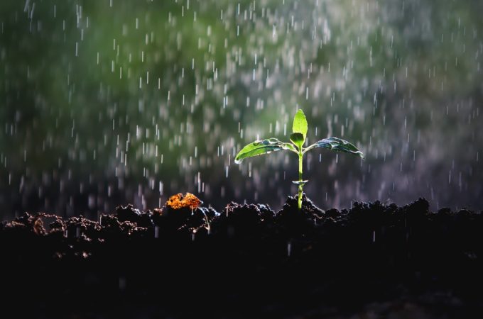 6 Ways to Protect Seedlings From Sudden Downpours