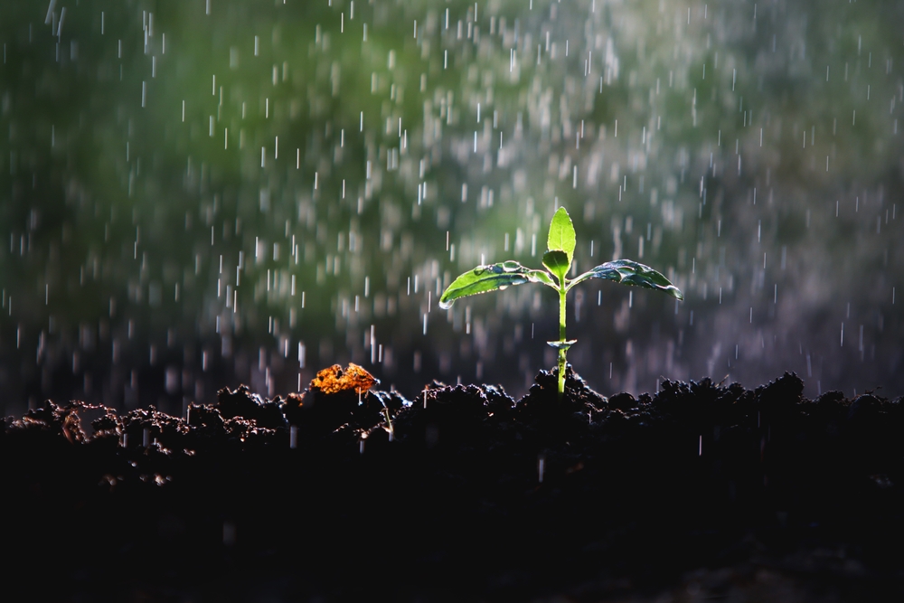 6 Ways to Protect Seedlings From Sudden Downpours