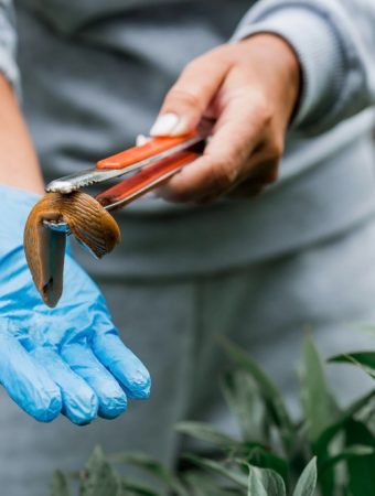 What Is the Safest Way to Handle Slugs Without Harsh Chemicals?
