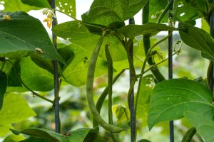 7 Vegetables That Give You the Biggest Harvest for the Money