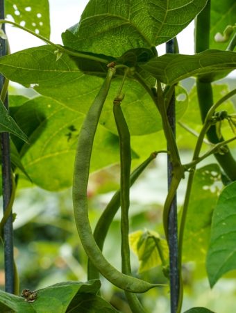 7 Vegetables That Give You the Biggest Harvest for the Money