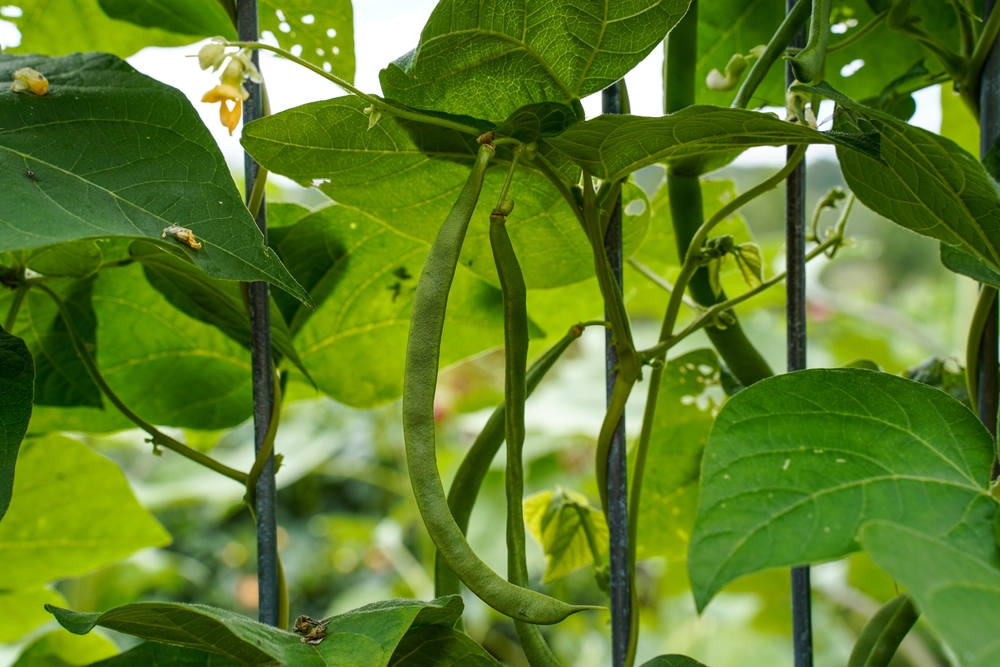 7 Vegetables That Give You the Biggest Harvest for the Money