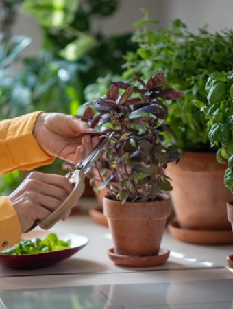 5 Reasons Tabletop Vegetable Gardens Work Well for Renters