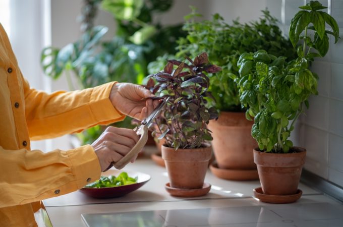 5 Reasons Tabletop Vegetable Gardens Work Well for Renters