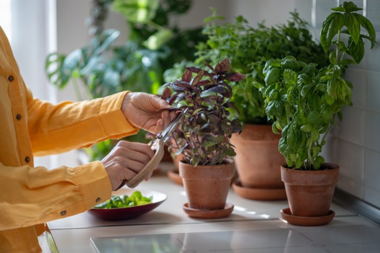 5 Reasons Tabletop Vegetable Gardens Work Well for Renters