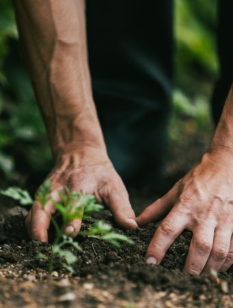 How to Tell If You’re Watering Deeply Enough