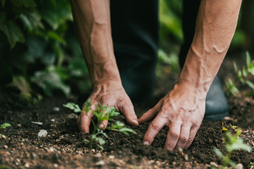 How to Tell If You’re Watering Deeply Enough