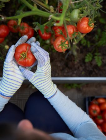 Year of the Tomato: New Blight‑Resistant Varieties Offer High Yields in Cool, Wet Climates