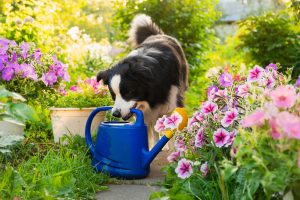 Can You Create a Pet-Safe Garden Without Replacing Every Plant?