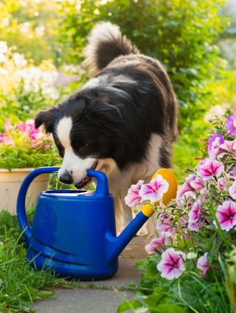 Can You Create a Pet-Safe Garden Without Replacing Every Plant?