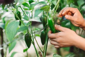 How to Grow a $50 Salsa Garden