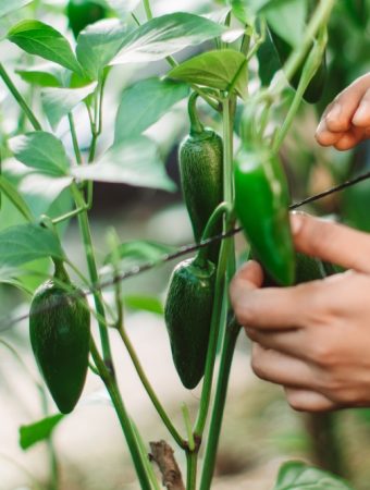 How to Grow a $50 Salsa Garden