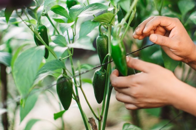 How to Grow a $50 Salsa Garden