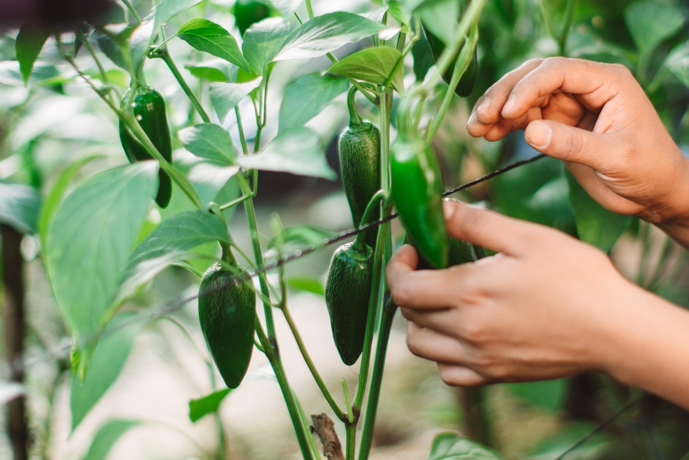How to Grow a $50 Salsa Garden