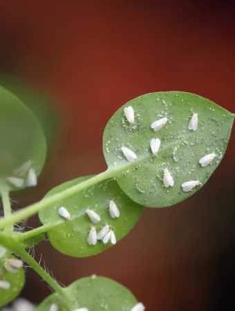 What Is Causing Tiny White Flies to Rise From Your Plants?