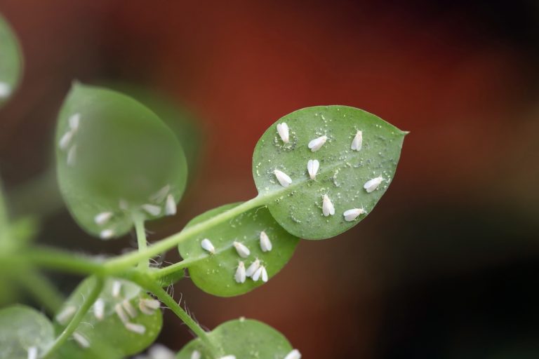 What Is Causing Tiny White Flies to Rise From Your Plants?