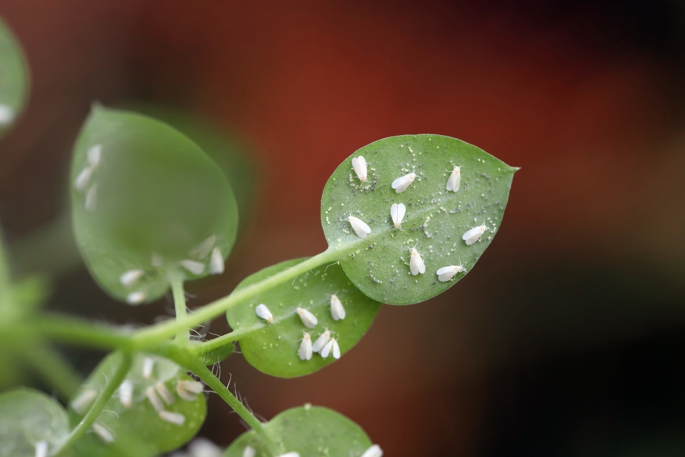 What Is Causing Tiny White Flies to Rise From Your Plants?