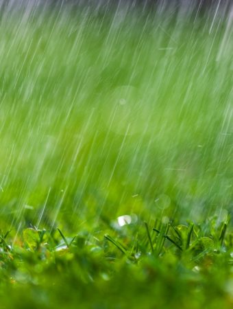 The Gardening Mistake That Can Destroy Plants After Heavy Rain