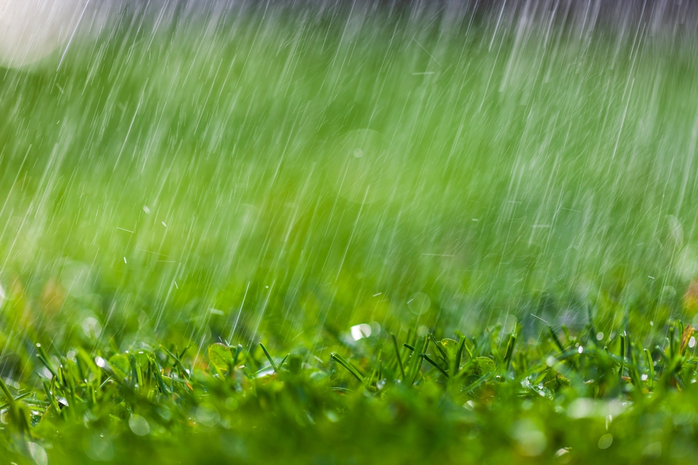The Gardening Mistake That Can Destroy Plants After Heavy Rain