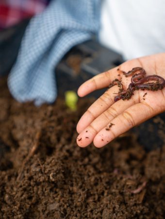 Can Worm Castings Rescue Nutrient-Poor Container Soil?