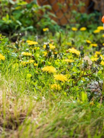 Misusing New Weed Killers Can Warp Your Shrubs—Triclopyr Stays in Soil for Months
