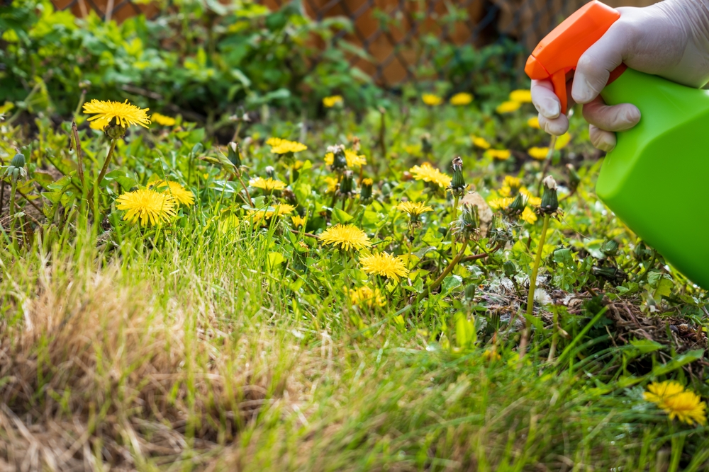 Misusing New Weed Killers Can Warp Your Shrubs—Triclopyr Stays in Soil for Months