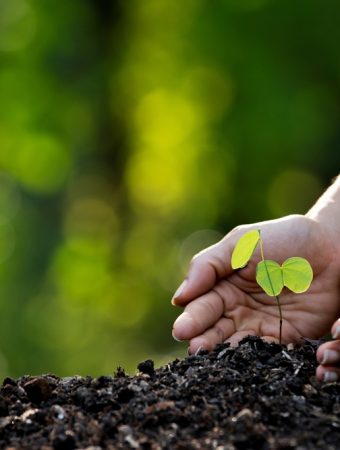 Should You Transplant Volunteer Seedlings During Hot Weather?