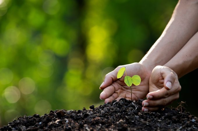 Should You Transplant Volunteer Seedlings During Hot Weather?