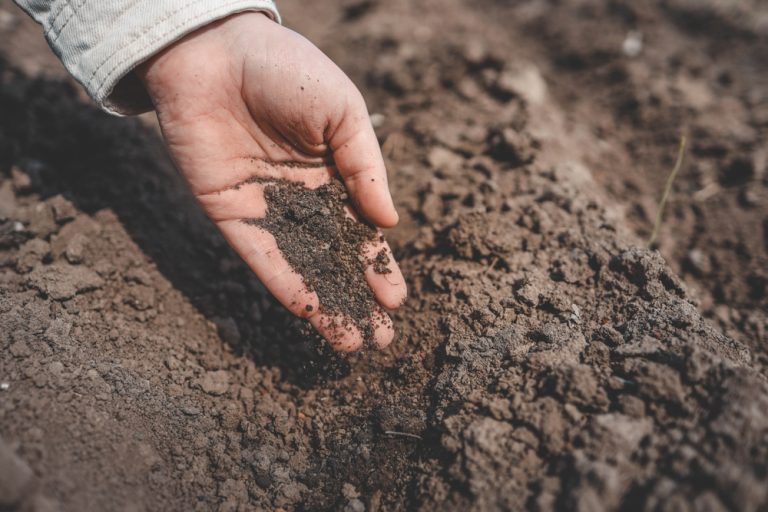 Can Biochar Help Sandy Soil Hold Water During Hot Weather?