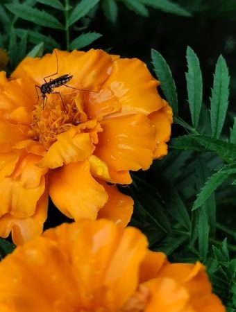 The Cheapest Plants That Keep Mosquitoes Away