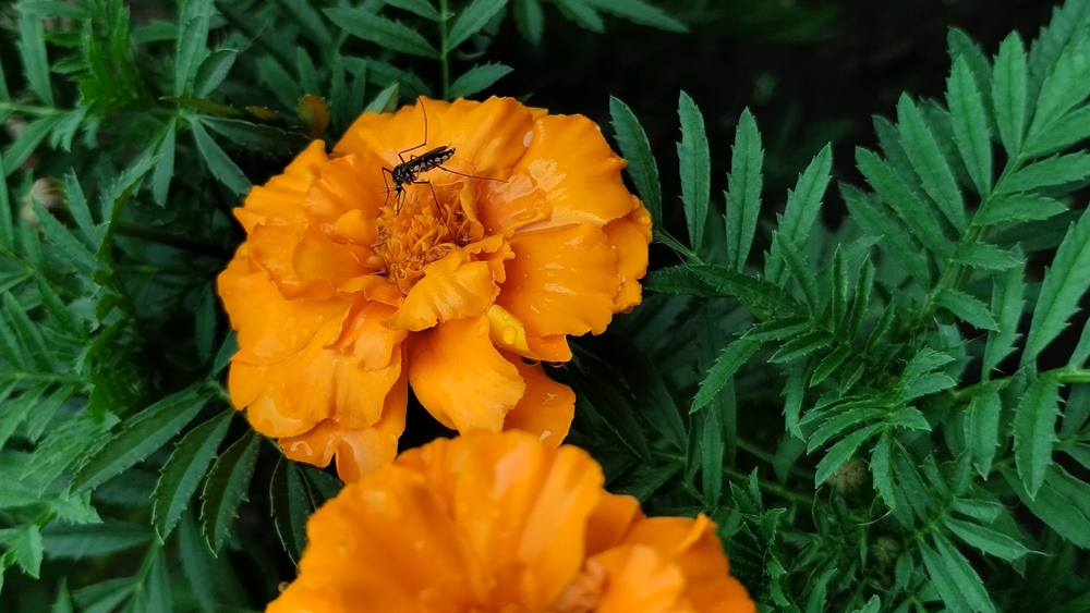 The Cheapest Plants That Keep Mosquitoes Away